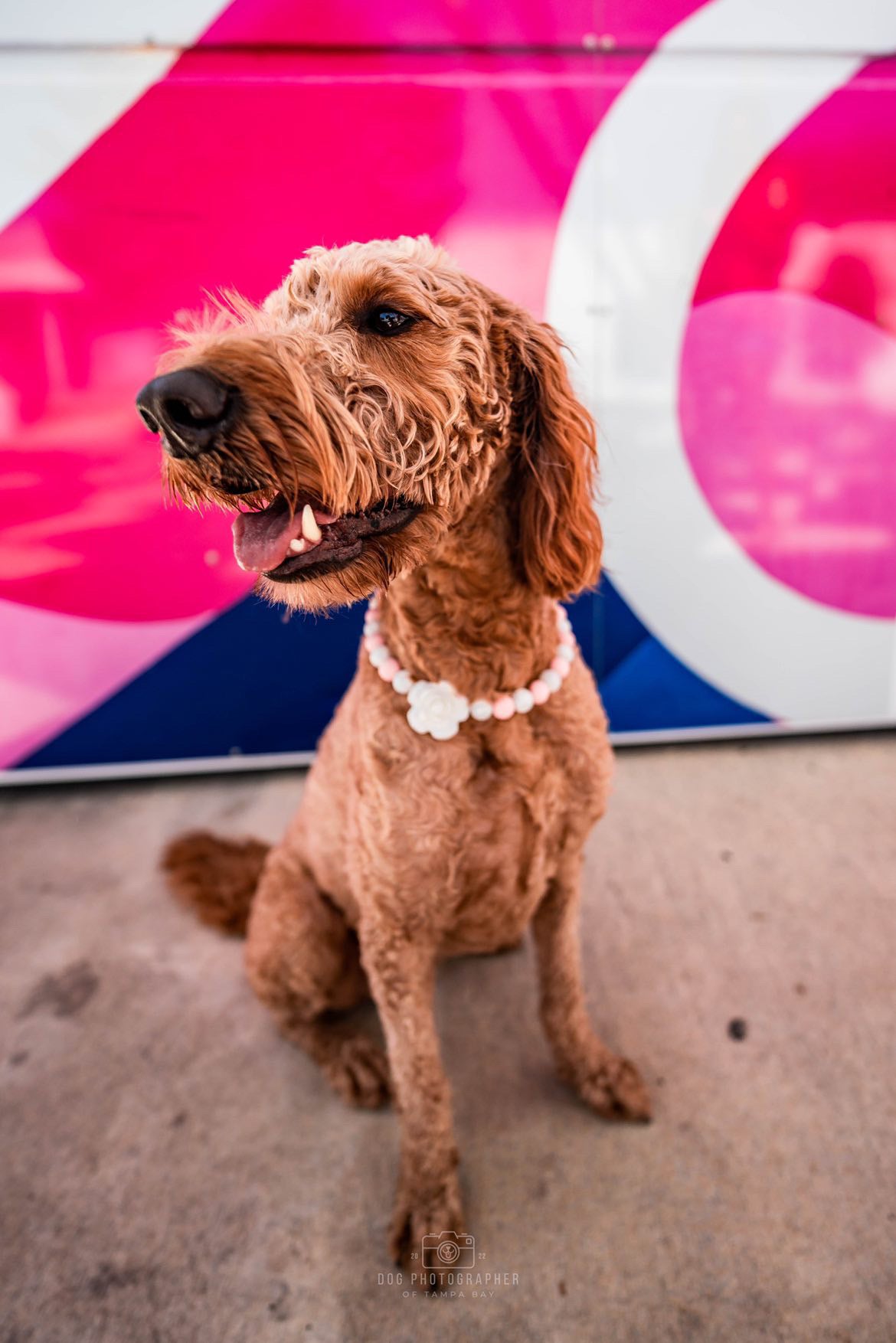 Pretty in Pink | Pet Collar